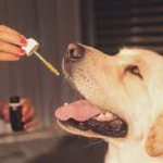 How To Buy Affordable Yet Good-Quality CBD For Pets Online