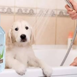 The Ultimate Guide to Aloe Vera for Dogs: Benefits and Usage