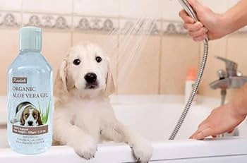 The Ultimate Guide to Aloe Vera for Dogs: Benefits and Usage